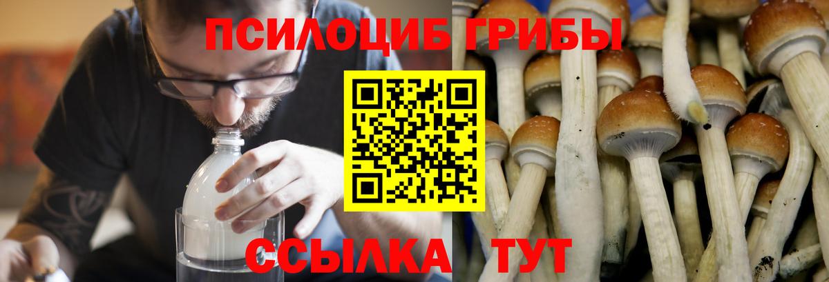 Псилоцибиновые грибы Cubensis  Вход с VPN  Баксан 